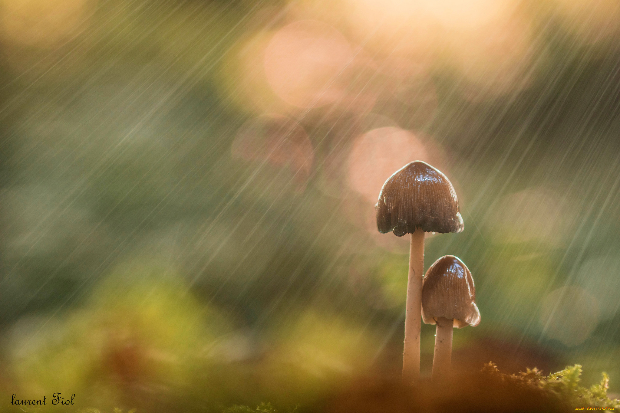 Дождь из грибов